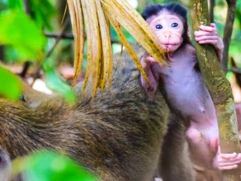 Baby Macaque